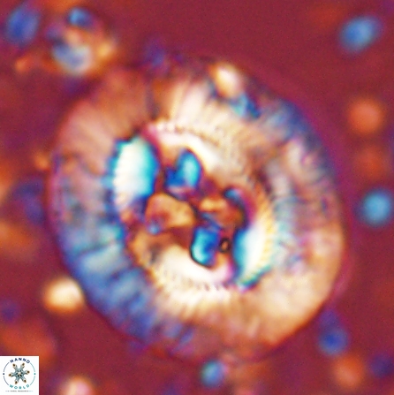 Sullivania californica 43695