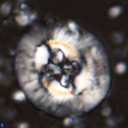 Sullivania californica 43696