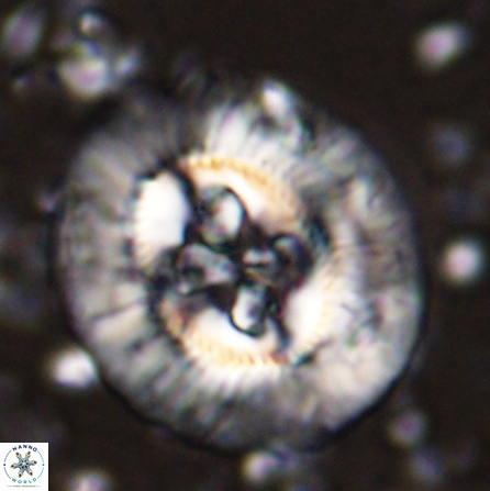 Sullivania californica 43696