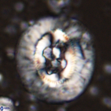 Sullivania californica 43697