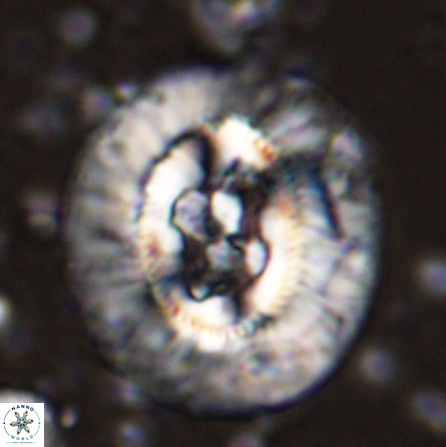 Sullivania californica 43697