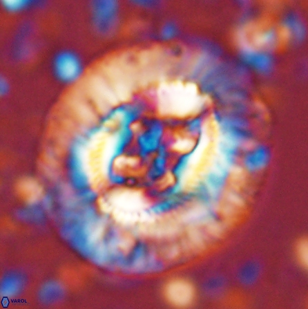 Sullivania californica 43699