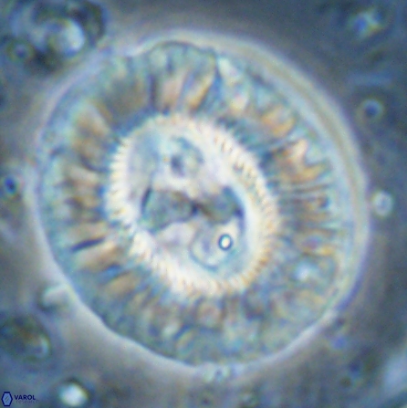 Sullivania californica 43704