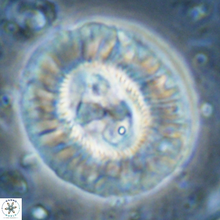 Sullivania californica 43704