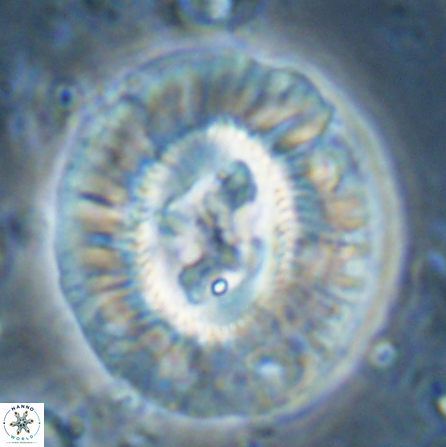 Sullivania californica 43705