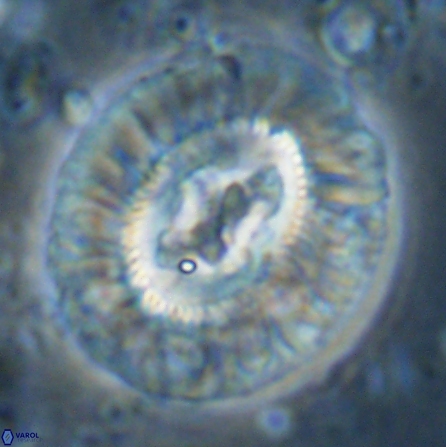 Sullivania californica 43706