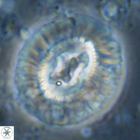 Sullivania californica 43706