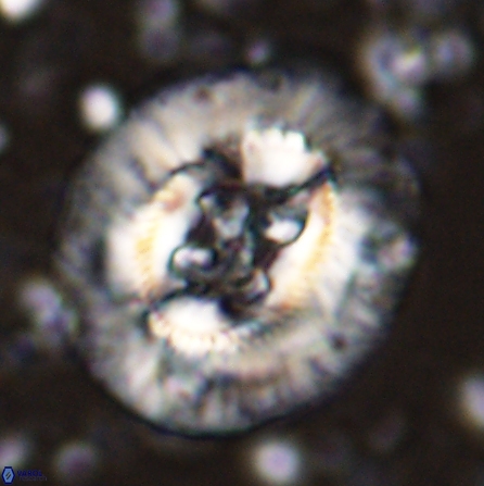 Sullivania californica 43700