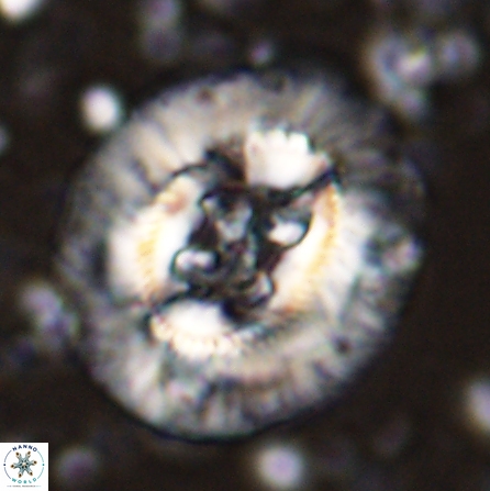 Sullivania californica 43700