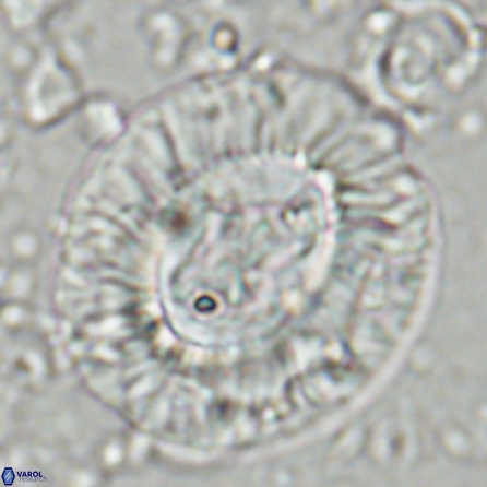 Sullivania californica 43701