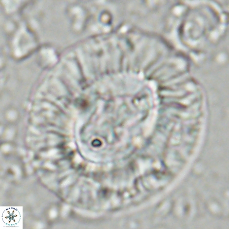 Sullivania californica 43701