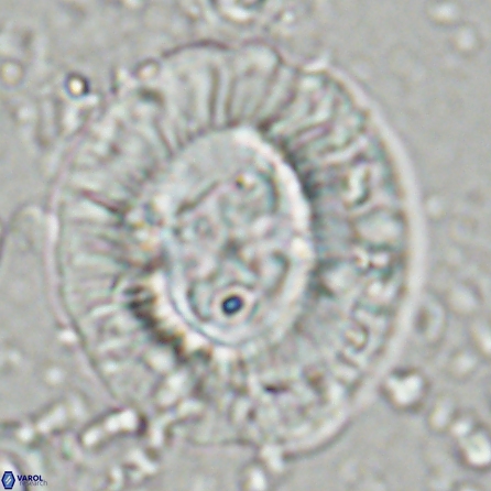 Sullivania californica 43702