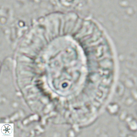 Sullivania californica 43702