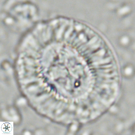 Sullivania californica 43703