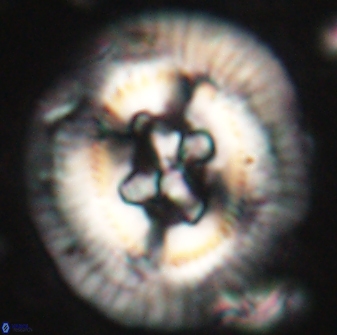 Sullivania californica 61387