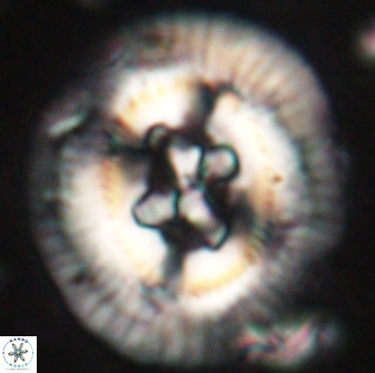 Sullivania californica 61387