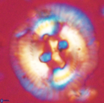 Sullivania californica 61389