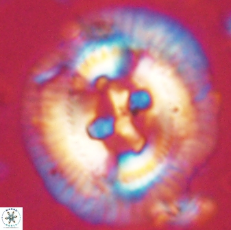 Sullivania californica 61389