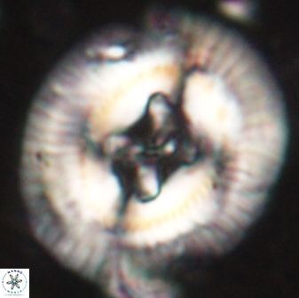 Sullivania californica 61394