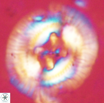 Sullivania californica 61395