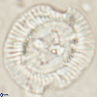 Sullivania californica 61396