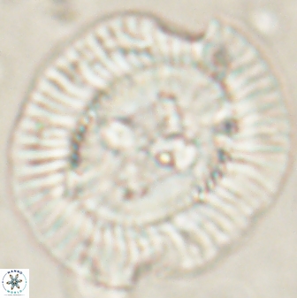 Sullivania californica 61396
