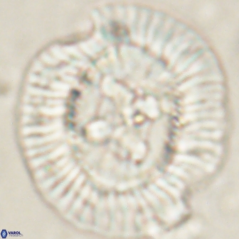 Sullivania californica 61398