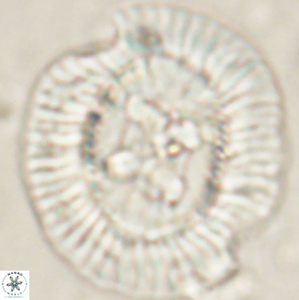 Sullivania californica 61398