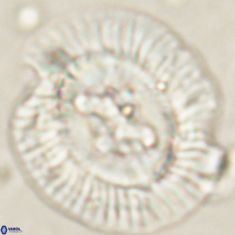 Sullivania californica 61399