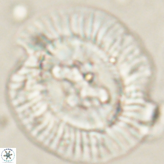 Sullivania californica 61399