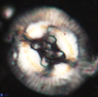 Sullivania californica 61390