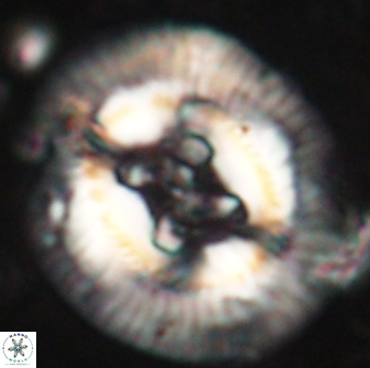 Sullivania californica 61390