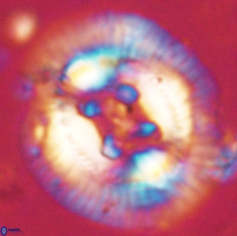 Sullivania californica 61391