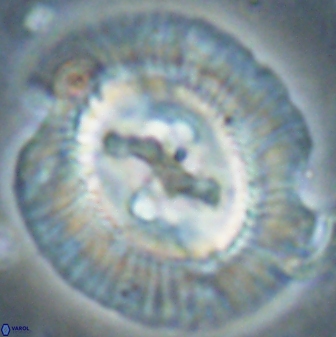 Sullivania californica 61400