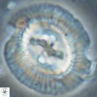 Sullivania californica 61400