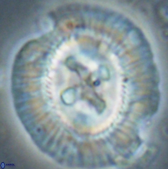 Sullivania californica 61401