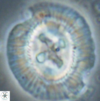 Sullivania californica 61401