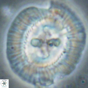 Sullivania californica 61402