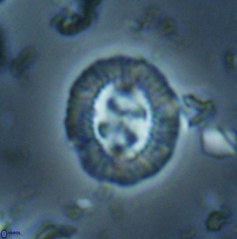 Sullivania consueta 60319