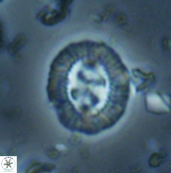 Sullivania consueta 60319