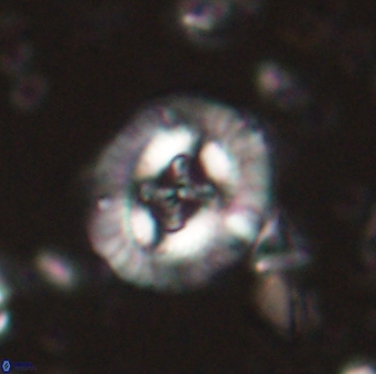 Sullivania consueta 60328