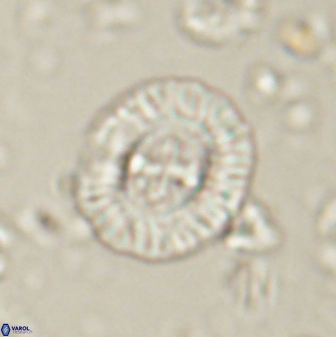 Sullivania consueta 60321