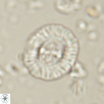 Sullivania consueta 60321