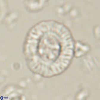 Sullivania consueta 60322