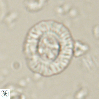 Sullivania consueta 60322