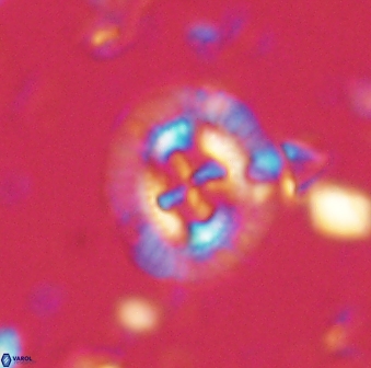 Sullivania consueta 60330