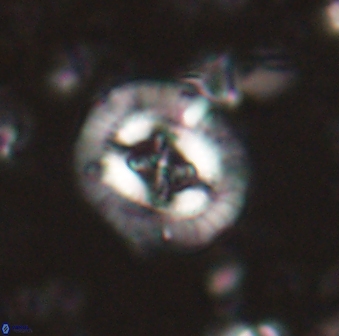 Sullivania consueta 60331