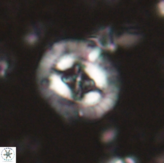 Sullivania consueta 60331