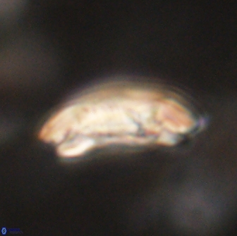 Sullivania consueta 63928