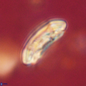 Sullivania consueta 63934